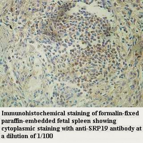 SRP19 Antibody