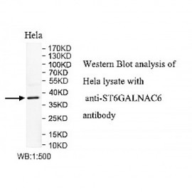 ST6GALNAC6 Antibody