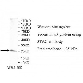 STAC Antibody