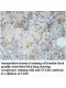 STAM2 Antibody