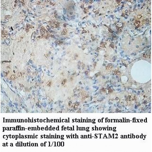 STAM2 Antibody