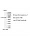 STAM2 Antibody