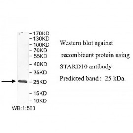 STARD10 Antibody