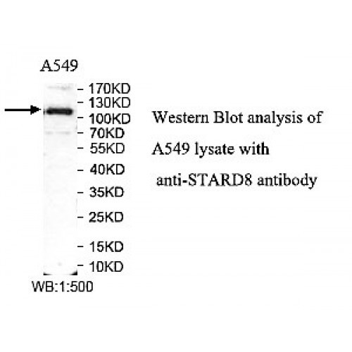 STARD8 Antibody