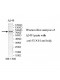 STAT4 Antibody
