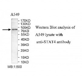 STAT4 Antibody