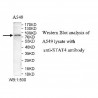 STAT4 Antibody