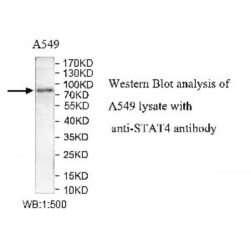 STAT4 Antibody