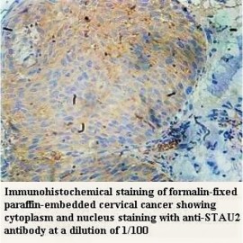 STAU2 Antibody