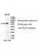 STAU2 Antibody