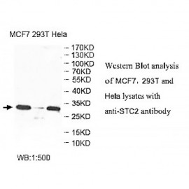 STC2 Antibody