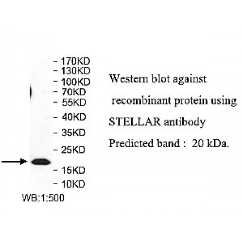 STELLAR Antibody