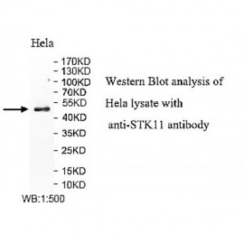 STK11 Antibody