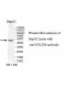 STK32B Antibody