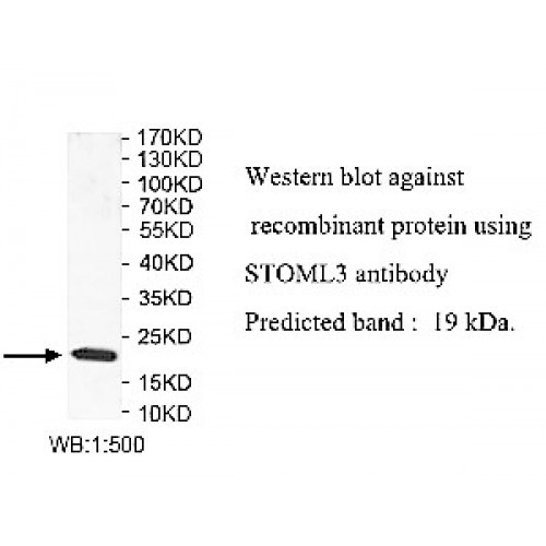 STOML3 Antibody