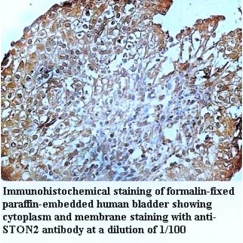 STON2 Antibody