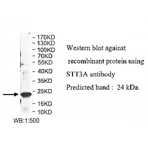 STT3A Antibody