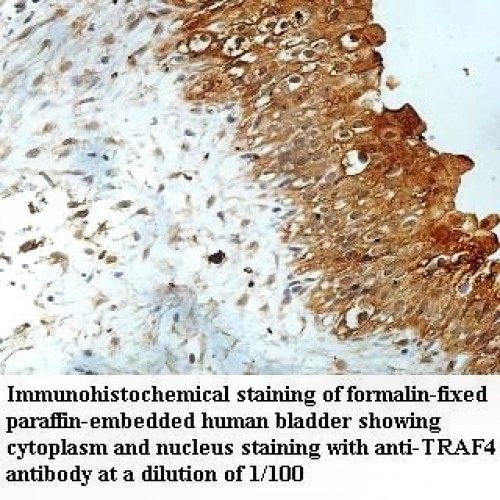 TRAF4 Antibody