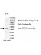STX16 Antibody