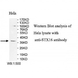 STX16 Antibody