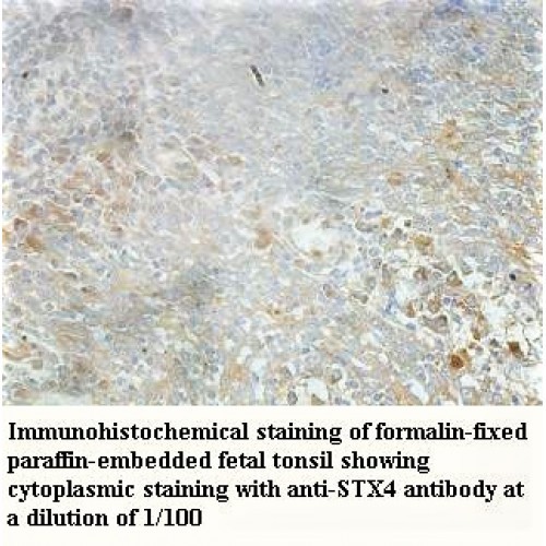 STX4 Antibody