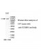 STXBP5 Antibody