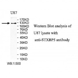 STXBP5 Antibody