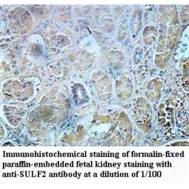 SULF2 Antibody