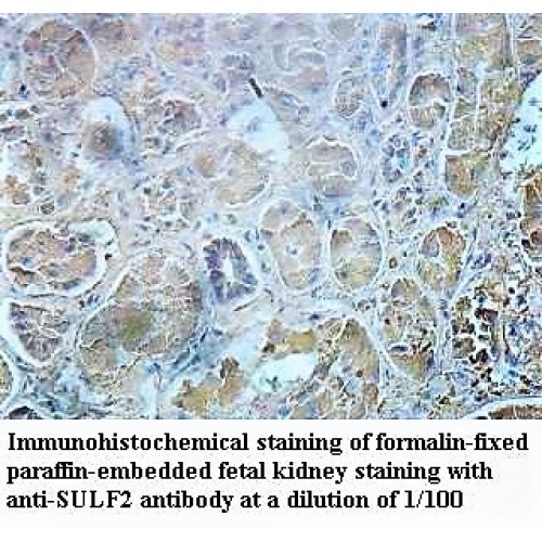 SULF2 Antibody