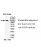 SULF2 Antibody