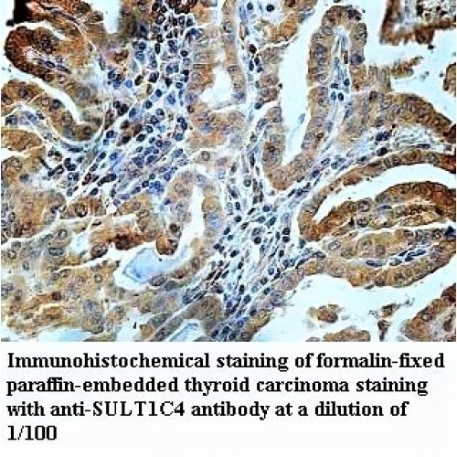 SULT1C4 Antibody