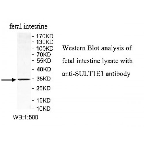 SULT1E1 Antibody
