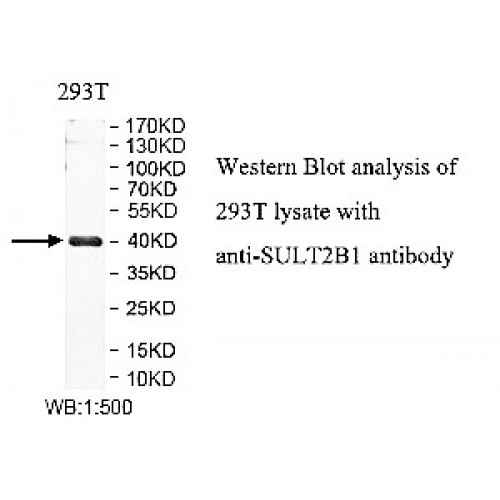 SULT2B1 Antibody