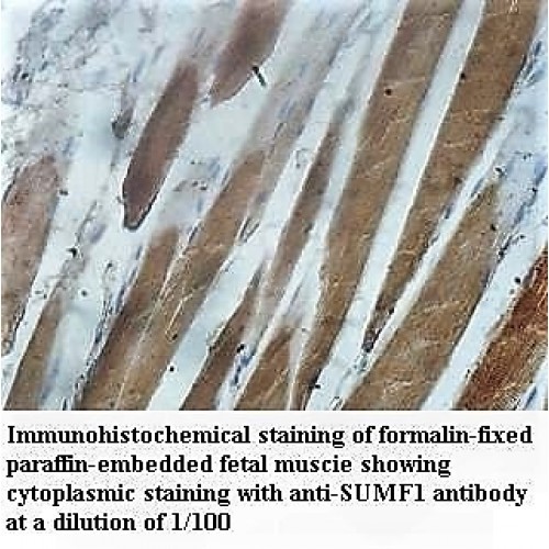 SUMF1 Antibody