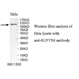 SUPT5H Antibody