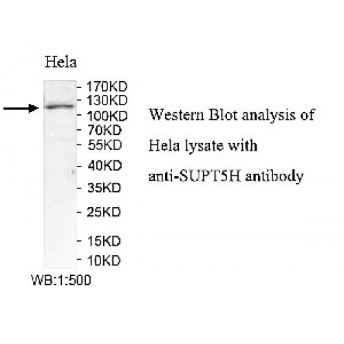 SUPT5H Antibody