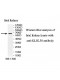 KLHL38 Antibody