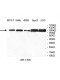 OSBP2 Antibody