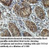 TSTA3 Antibody