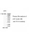 TTC16 Antibody