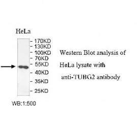 TUBG2 Antibody