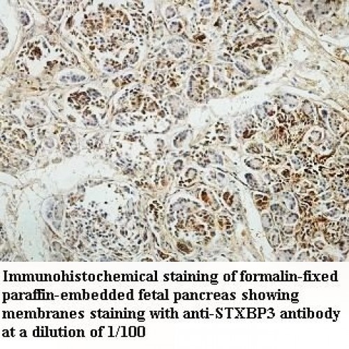 STXBP3 Antibody