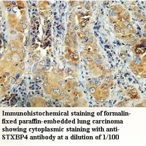 STXBP4 Antibody