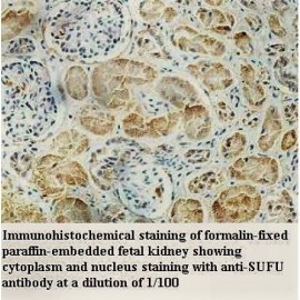 SUFU Antibody