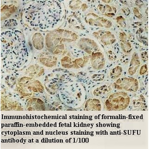 SUFU Antibody