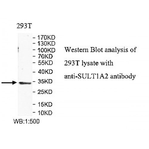 SULT1A2 Antibody