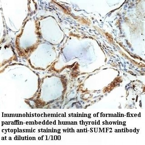SUMF2 Antibody
