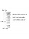 SUMF2 Antibody