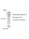 SUNC1 Antibody