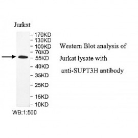 SUPT3H Antibody